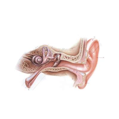 Wall-Mounted Human Ear Anatomy Diagram