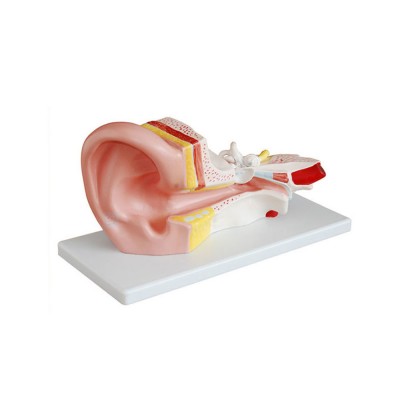 Soundlink Middle Size Plastic Human Anatomical Ear Anatomy Model