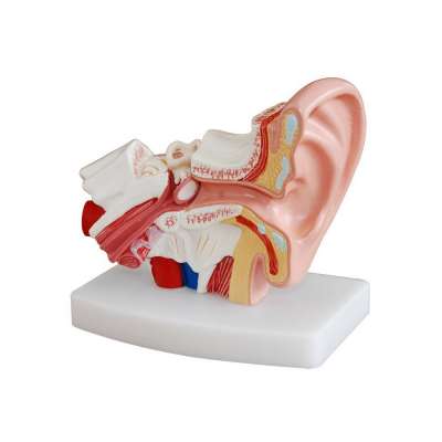 New Style Plastic Anatomical Display Human Ear Anatomy Model